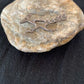 Native Road Runner Navajo Sterling Silver Stamped Old Pawn Pin Brooch | Authentic Native American Handmade | 4104